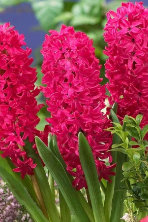 hyacinth-jan-bos-color-flower-bulb