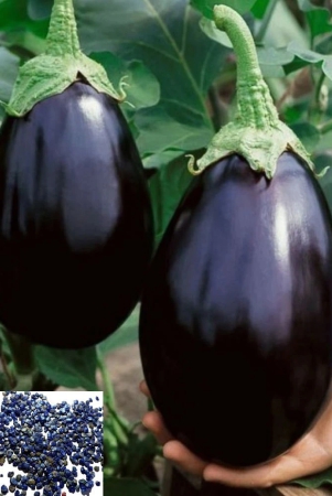 homeagro-vegetable-seeds-50-