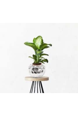 usha-shriram-stainless-steel-flower-pot-6l-rust-resistant-sustainable-planter-for-home-office-living-room-indoor-plants-usha-shriram-stainless-steel-flower-pot-6l-rust-resistant-home