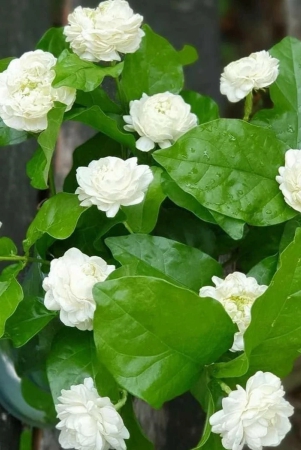 jasmine-rose-flower-fragrant-plants