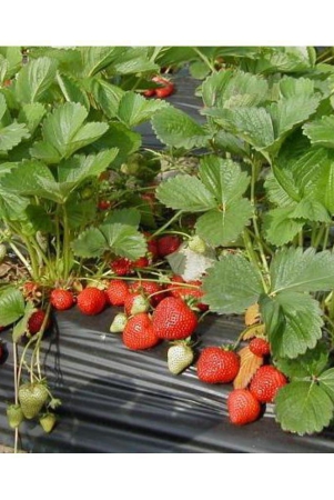 gardens-giant-strawberry-rubygem-dense-fruit-20-seeds