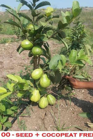 thailand-guava-seeds-100-seed-thai-guava-fruit-plant-seeds-with-growing-cocopeat