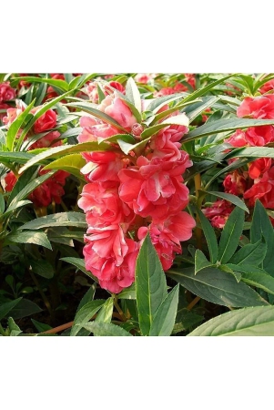 homeagro-balsam-mixed-flower-20-seeds-