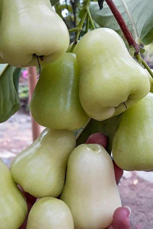 water-apple-exotic-fruit-plants-syzygium-samarangense-snow-white