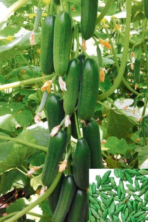 homeagro-cucumber-vegetable-90-seeds-