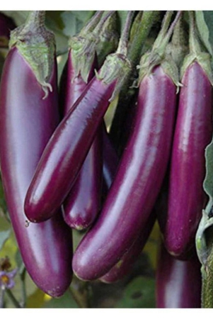 brinjal-bengan-purple-long-quality-seeds-pack-of-50-f-1-hybrid-seeds