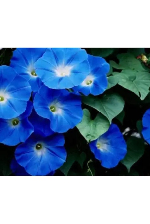 classic-green-earth-ipomoea-flower-17-seeds-