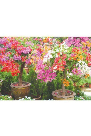 azalea-gardens-bougainvillea-spectabilis-willd-bonsai-plant-seeds-20-pcs-bougainvillea-seeds