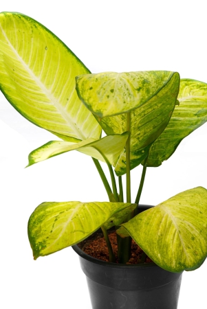 aglaonema-white-buy-live-plants-