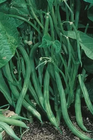 classic-green-earth-french-beans-vegetable-60-seeds-