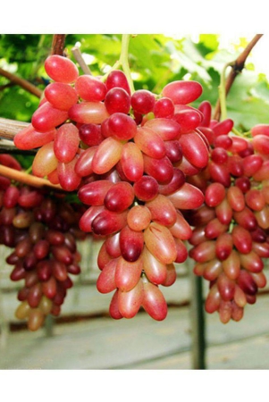 Nema - Fruit Seeds ( 20 seeds )