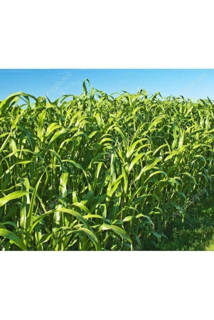 hybrid-sorghum-grass-100-gram-seeds-pack-with-user-manual