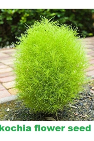 kochia-green-grass-ball-flower-hybrid-20-seeds-for-home-gardening-planting