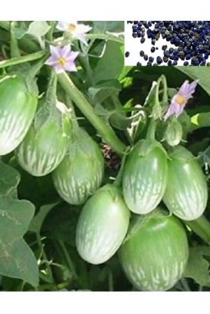 homeagro-brinjal-vegetable-100-seeds-