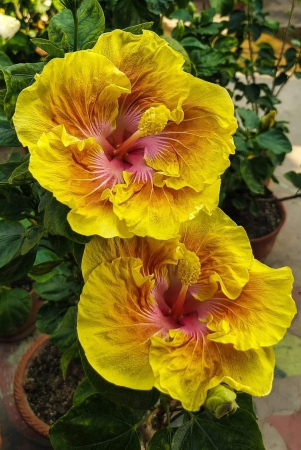 austrelian-hibiscus-plant-for-home-gardening