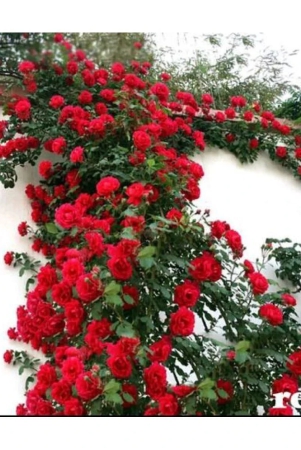 azalea-gardens-rose-flower-plant-seeds-red-climbing-rose-20-seeds-pack