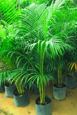 Areca Palm Seeds | Plant Seeds