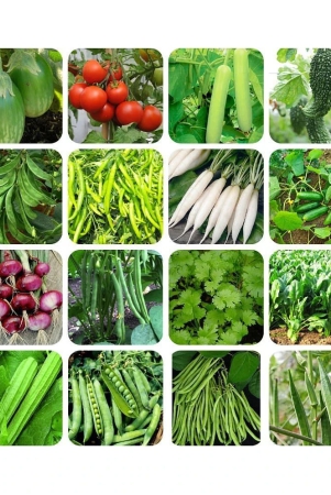 kitchen-garden-big-pack-550-seeds-are-best-suited-for-growing-all-seasons