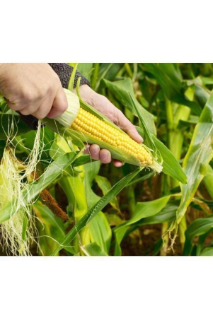 corn-plant-seeds-for-home-gardening-50-seeds