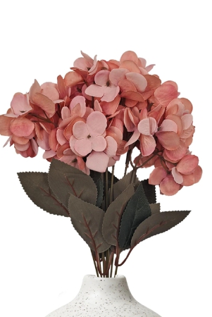 hydrangea-bloom-bunch-peach