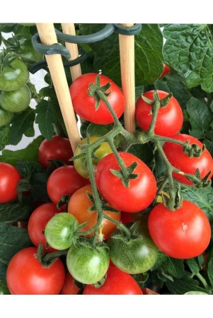 homeagro-tomato-vegetable-100-seeds-