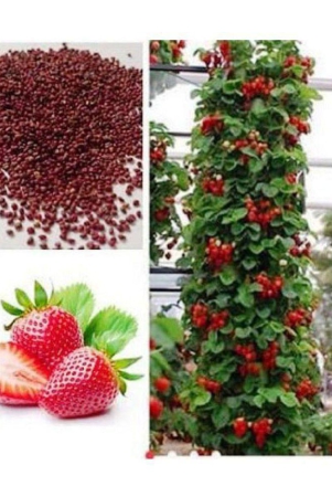 attractive-climbing-strawberry-fruit-seeds