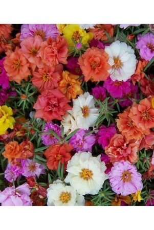 shop-360-garden-portulaca-grandiflora-double-mix-flower-seeds-pack-of-100-seeds