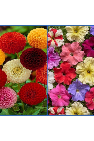 homeagro-combo-of-dahlia-mixed-flower-25-seeds-and-petunia-hybrid-flower-mix-50-seed