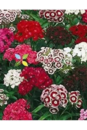 classic-green-earth-sweet-william-flower-60-seeds-