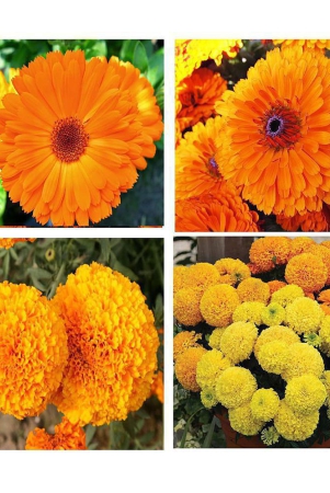 homeagro-marigold-flower-50-seeds-