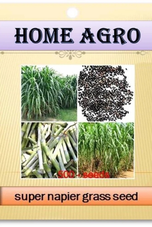 homeagro-grass-seeds-500-