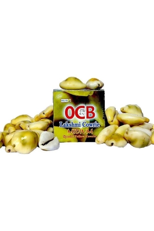 ocb-special-yellow-lakshmi-cowrie-midium-size-21-pieces-peeli-kodi-kauri-kowri-cowry-kaudi-cowrie-gavvalu