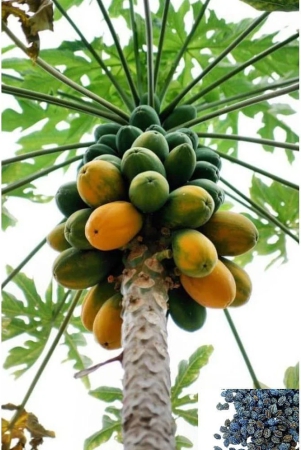 zello-papaya-fruit-50-seeds-