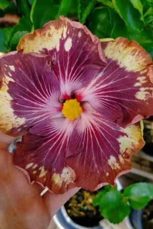 hybrid-american-hibiscus-flower-plant