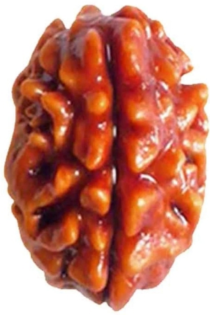 dvr-2-mukhi-rudraksha-bead-pack-of-1-