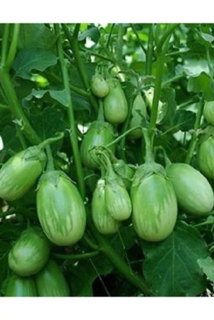 Home / Seeds / Vegetables Seeds / Brinjal GREEN GOL Seeds Brinjal Purple Long Seeds