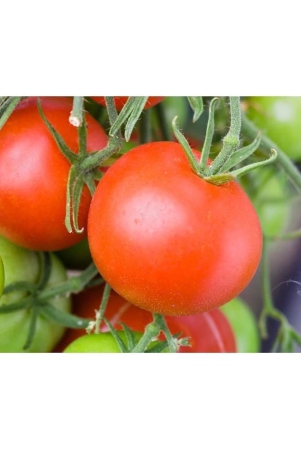 homeagro-tomato-vegetable-100-seeds-