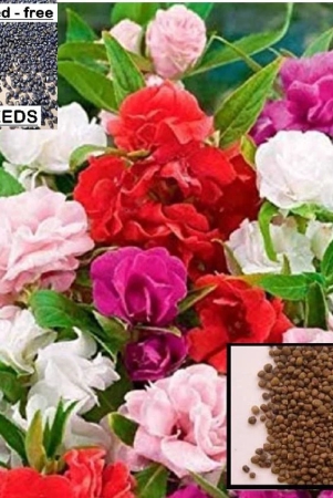 homeagro-balsam-mixed-flower-25-seeds-