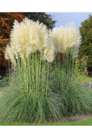 old-store-grass-grass-2000-seeds-