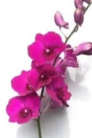 dendrobium-red-forever