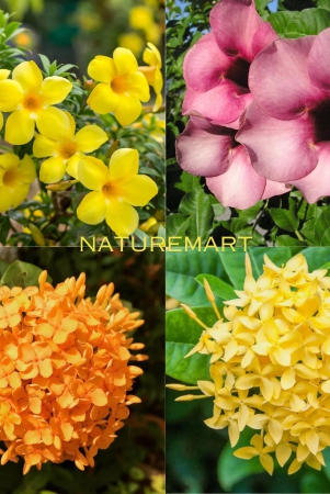 pack-of-2-different-summer-flower-plant