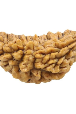 certified-natural-real-1-face-1-mukhi-rudraksha-bead-nepali-loose-chakra-healing-daily-use