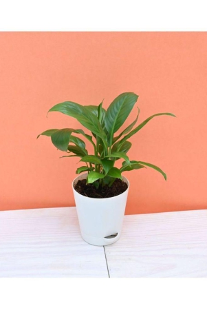 ugaoo-peace-lily-indoor-plant-with-self-watering-pot-spathiphyllum