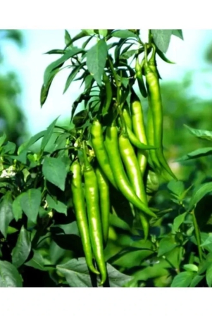 chilli-jwala-desi-vegetable-50-seeds