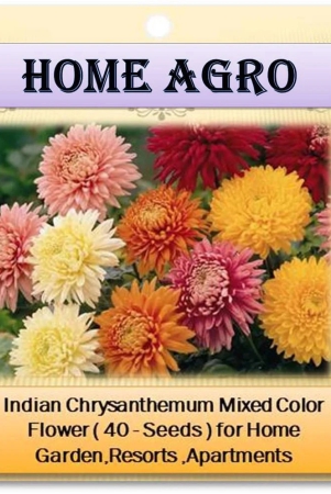 homeagro-indian-chrysanthemum-mixed-flower-50-seeds-