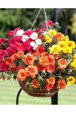 portulaca-flower-seeds-f1-hybrid-summer-flower-seeds-for-home-gardening-pack-of-50-seeds-packet