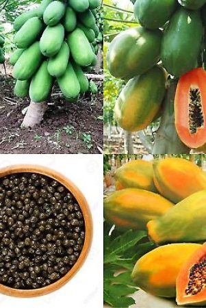 flare-seeds-papaya-tree-open-polinated-selected-variety-high-yeilding-gaint-plant-seeds-for-all-seasons-bonsai-suitable-fruit-seeds-garden-pack