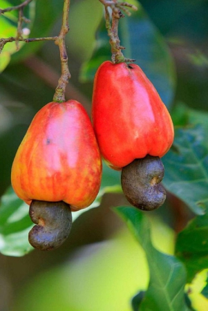 golden-hills-farm-cashew-nut-kaju-tree-seeds-multicolour-5-seeds