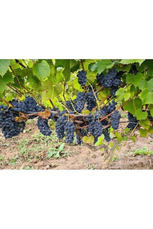 homeagro-black-grape-fruit-20-seeds-