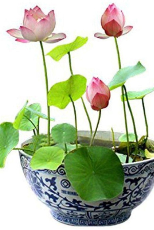 m-tech-gardens-bonsai-pink-lotus-flower-10-seeds-pack-instruction-manual